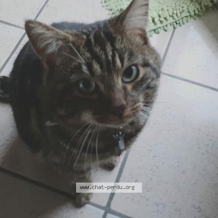 Photo 1/1 Basilic Chat lost in Aubergenville