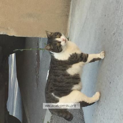 Photo 1/1 PUPUCE Chat lost in Bouc bel air