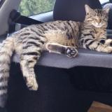 Picture of cat lost at Darnetal