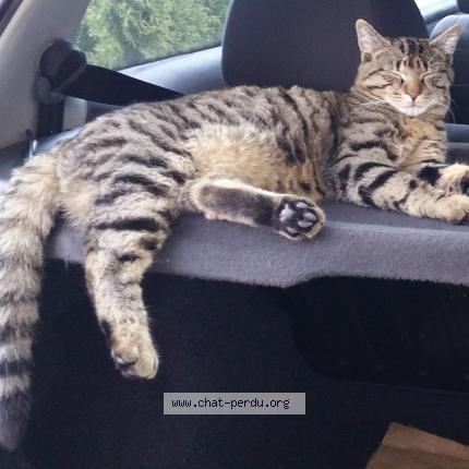 Photo 1/1 NELSON Chat lost in Darnetal