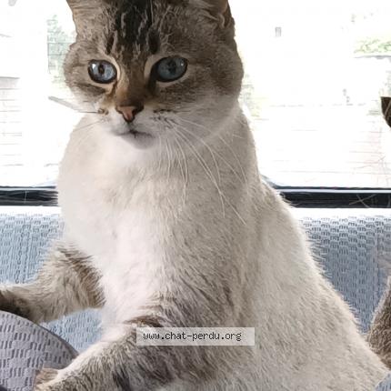 Photo 1/1 Astro Chat lost in La bouexiere