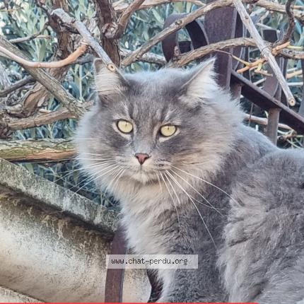 Photo 1/1 MOUCHKA Chat lost in Serignan