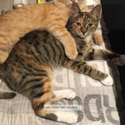 Photo 1/1 Shenzy Chat lost in Lormont