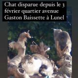 Picture of cat lost at Lunel