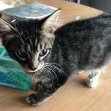 Picture of cat lost at Villers Les Nancy