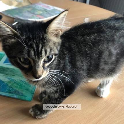 Photo 1/1 Cat reunited Lost in Villers les nancy