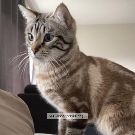 Photo 1/1 Simba Chat lost in Neuilly plaisance