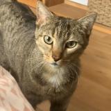 Picture of cat lost at Vauhallan