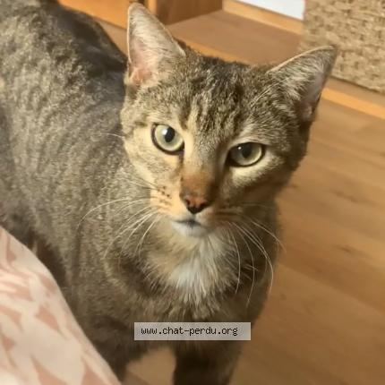 Photo 1/1 simba Chat lost in Vauhallan