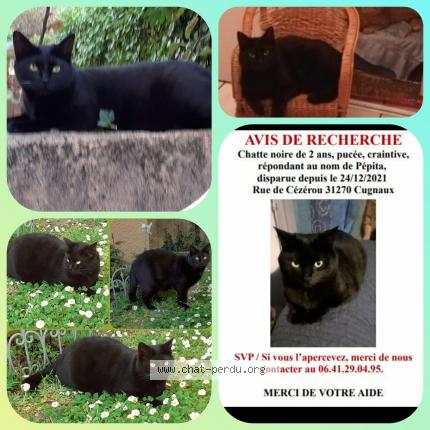 Photo 1/1 PEPITA Chat lost in Cugnaux