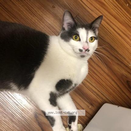Photo 1/1 Reunited cat Lost in Troy