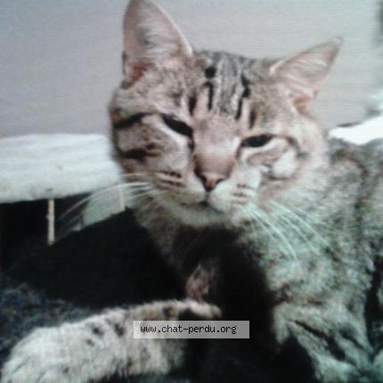 Photo 1/1 jumball Chat lost in Grosmagny