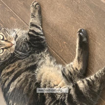 Photo 1/1 Reunited cat Lost in Avon
