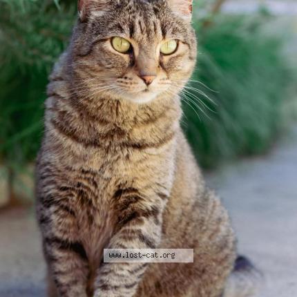 Photo 1/1 Baileys Chat lost in Wyndham vale