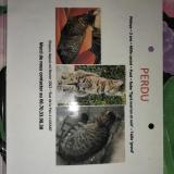 Picture of cat lost at Luisant