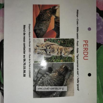 Photo 1/1 Phenyx Chat lost in Luisant
