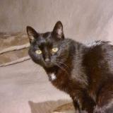 Picture of cat lost at Miribel