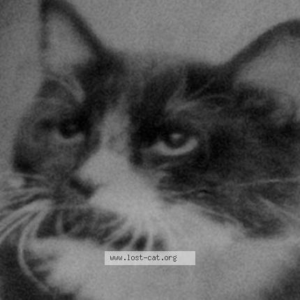 Photo 1/1 Reunited cat Lost in Las Vegas