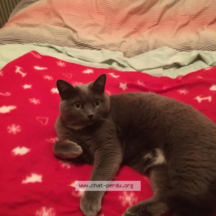 Photo 1/1 Grace Chat lost in Olivet