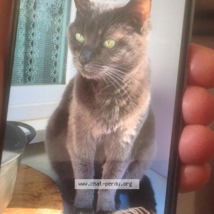 Photo 1/1 Pamina Chat lost in Valence