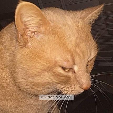 Foto van vermiste kat in Quievrain