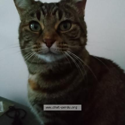 Photo 1/2 pichoune Chat lost in Carnon plage