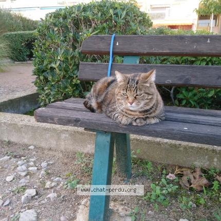 Photo 2/2 pichoune Chat lost in Carnon plage