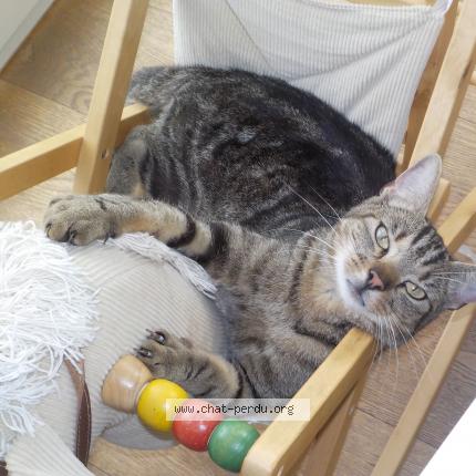 Photo 1/1 Gribouille Chat lost in Beloeil