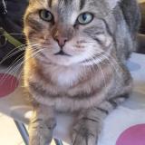 Picture of cat lost at Genas