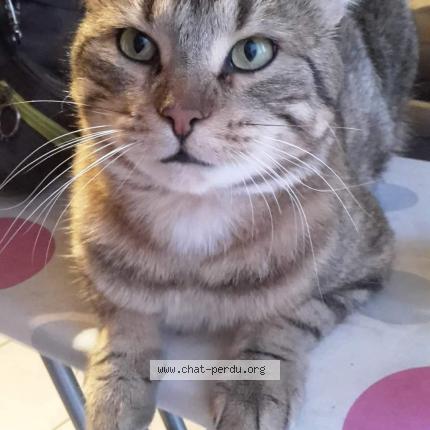 Photo 1/1 Cat reunited Lost in Genas