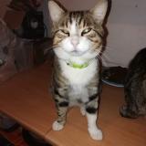 Picture of cat lost at Genas