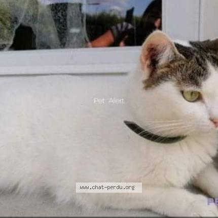 Photo 1/1 Cat reunited Lost in Metz