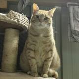 Picture of cat lost at Bulat Pestivien