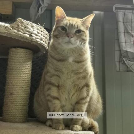 Photo 1/1 Loki Chat lost in Bulat pestivien