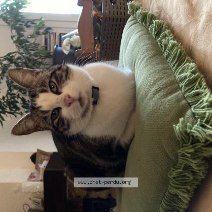 Photo 1/1 Néo Chat lost in Crets en belledonne