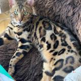 Picture of cat lost at Verrieres Le Buisson