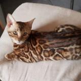 Picture of cat lost at Le Mesnil Esnard