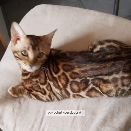 Photo 1/1 Stela Chat lost in Le mesnil esnard