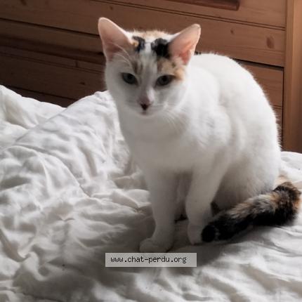 Photo 1/1 Mimine Chat lost in Caussens