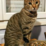 Picture of cat lost at Nozay