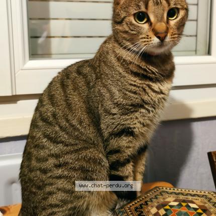 Photo 1/1 Héra Chat lost in Nozay