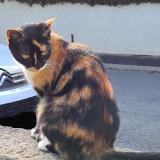 Picture of cat lost at Montpellier