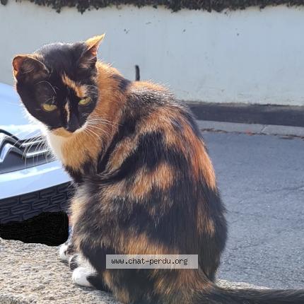 Photo 1/1 Rosalie Chat lost in Montpellier