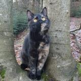 Picture of cat lost at Moyenmoutier