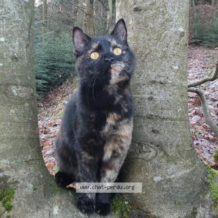 Photo 1/1 Pixie Chat lost in Moyenmoutier