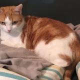 Picture of cat lost at Marmande