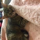 Picture of cat lost at Chavanoz