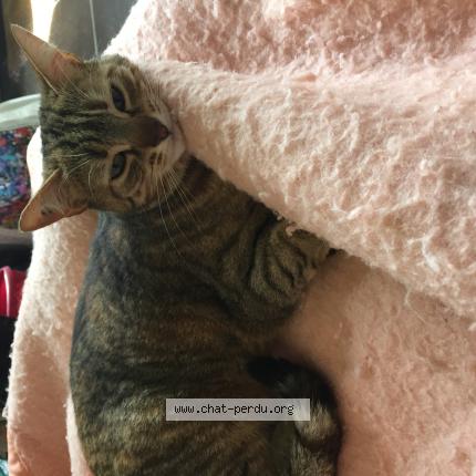 Photo 1/1 Nala Chat lost in Chavanoz