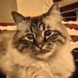 Picture of cat lost at Mantes La Jolie