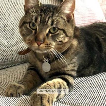 Foto van vermiste kat in Schaerbeek
